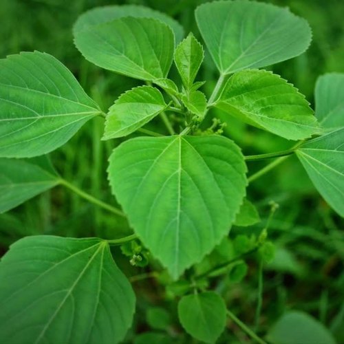 Kuppaimeni Keerai (Acalypha Indica)