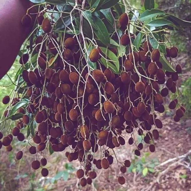 Velvet Tamarind / Gal Siyambala / Pattu Pulli (Kaddupuli)